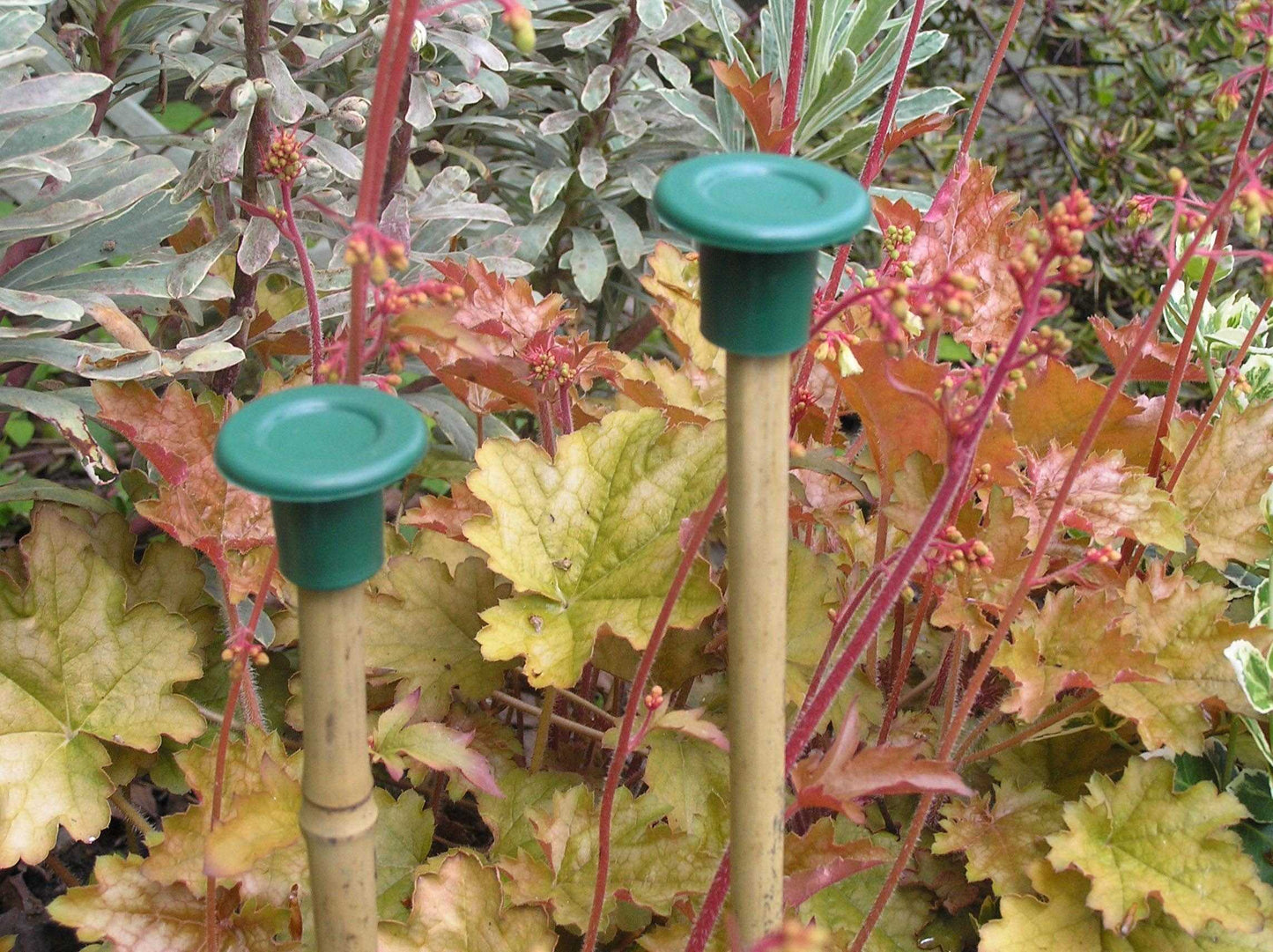 Etree Plain Cane Caps (10pcs) Gardening Accessories